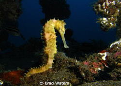 A thorny sea horse. Taken on a Canon G9 by Brad Waters 